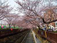 Chasing Sakura at Jinhae Park