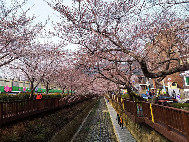 Chasing Sakura at Jinhae Park