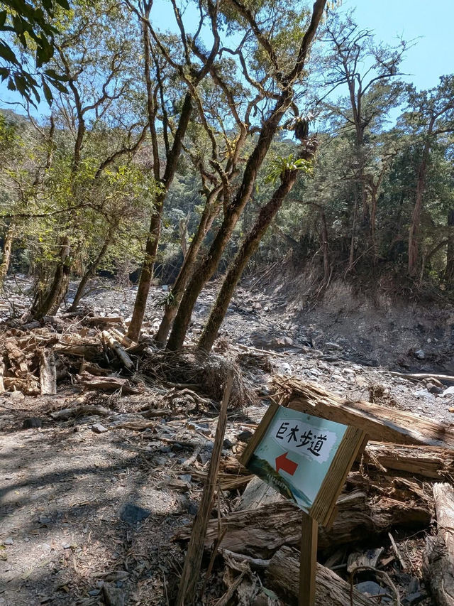 司馬庫斯神木群步道擁抱巨木去