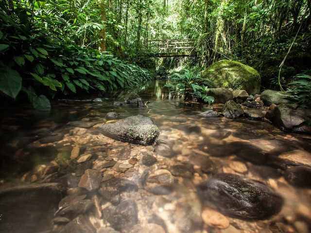 Kinabalu’s Secret Garden: Where Flowers Are Louder Than Tourists!"🌸🌿