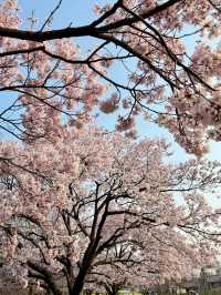 Tokyo's Hidden Cherry Blossom Spot – Full Bloom at Ashikaga Heisei Park! 🌸