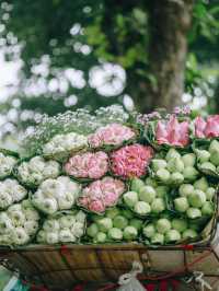 Lotus flowers in HaNoi