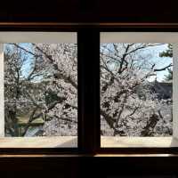 Tsuchiura Sakura Festival, Ibaraki
