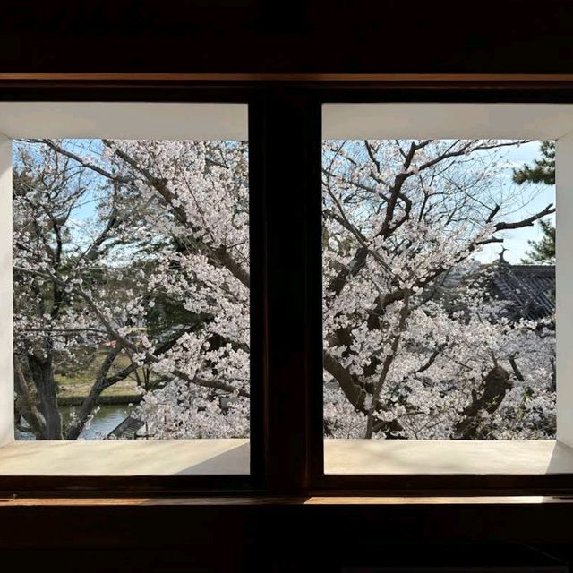 Tsuchiura Sakura Festival, Ibaraki