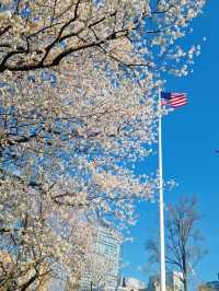 Petal Promenade: Springtime in Boston Public Garden