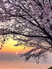 Hidden Blossom Sanctuary: Ziyun Chushan in Kagawa