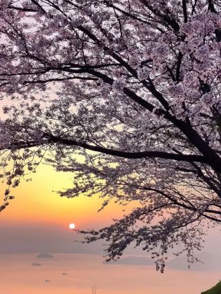 Hidden Blossom Sanctuary: Ziyun Chushan in Kagawa
