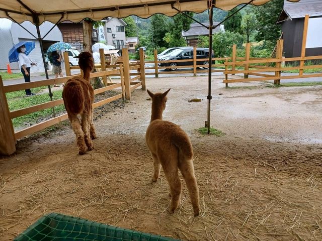 山古志アルパカ牧場でアルパカと触れ合おう！