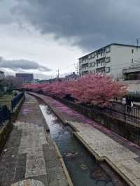 “Kyoto in Bloom: A Dream of Sakura and Serenity”