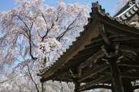 🌸 "Oharano Shrine: Kyoto’s Best-Kept Secret for Cherry Blossom Perfection" 🌸