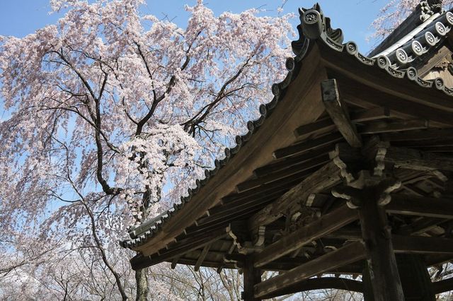 🌸 "Oharano Shrine: Kyoto’s Best-Kept Secret for Cherry Blossom Perfection" 🌸