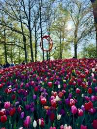 【オランダ】世界最大級のフラワーパーク🌷【キューケンホフ公園】