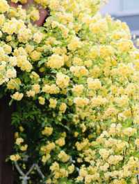 Discovering Rosa Banksiae Magic at "Rising Bloom"