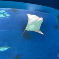 X Park Aquarium 