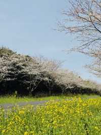 After the Seogwipo Canola Flower Festival, Jeju