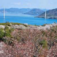 海と空の水色、桜のピンク。コントラストが美しい。