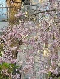 【兵庫/西宮】桜の名所