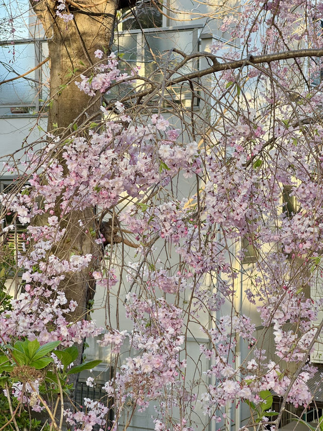 【兵庫/西宮】桜の名所