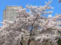 札幌中島公園，市中心最便捷的賞櫻綠洲