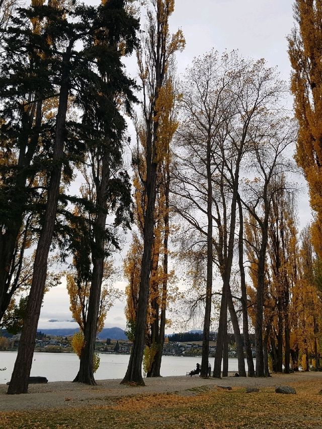 That Wanaka Tree - the lonely creature in the lake