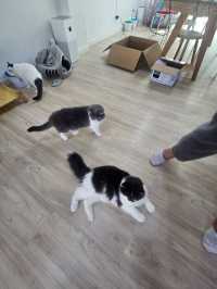 Catster คาเฟ่แมวจร ถูกใจตัวไหน รับกลับได้!!
