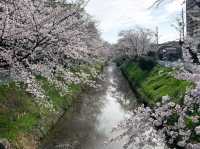 Cherry Blossom Wonderland Along the Shingashi River