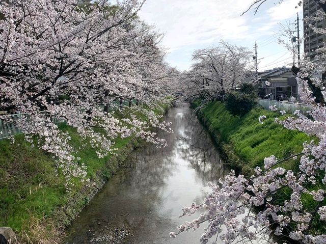 Cherry Blossom Wonderland Along the Shingashi River