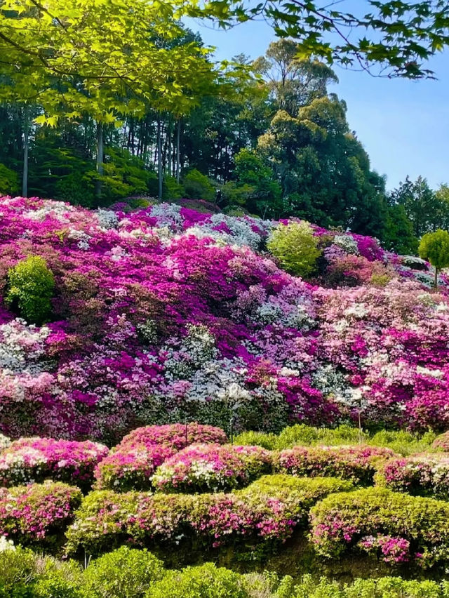 Kyoto Uji · Mimuroto-ji Temple | Early May Azalea Sea 🌸🌿