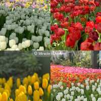 Miracle of Natural ระยอง