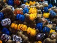 Scuba diving- ดำน้ำลึก ดูปะการัง ที่เกาะเต่า