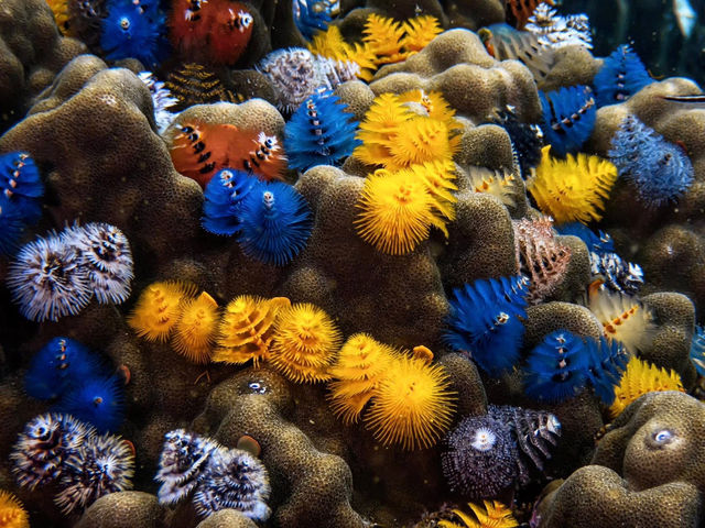 Scuba diving- ดำน้ำลึก ดูปะการัง ที่เกาะเต่า