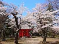 陸奧國分寺&木之下公園，被寺廟佛堂環繞的賞櫻名所