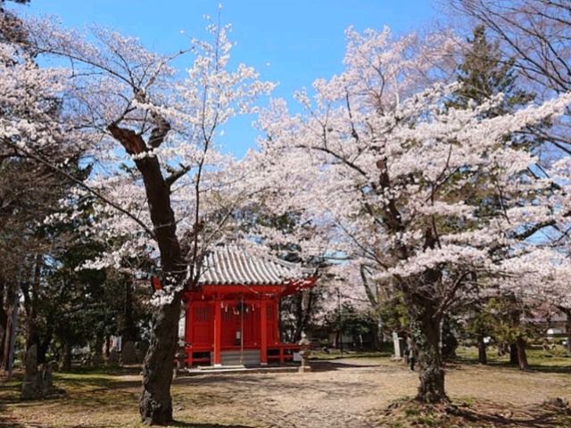 陸奧國分寺&木之下公園，被寺廟佛堂環繞的賞櫻名所