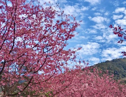 雲の奥深くに隠されたピンクの奇跡：尖石での初めてのお花見体験