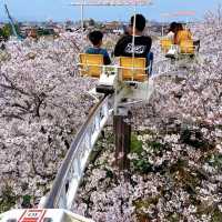 名古屋櫻花季 | 空中單車的夢幻之旅