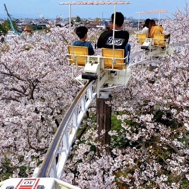 名古屋櫻花季 | 空中單車的夢幻之旅