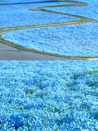 SPRING MAGIC AT HITACHI SEASIDE PARK