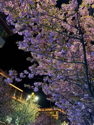 Kangding | A Surprise Encounter with Nighttime Cherry Blossoms 🌸🌙