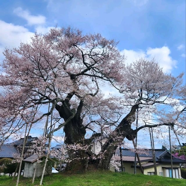 Sakura with a View