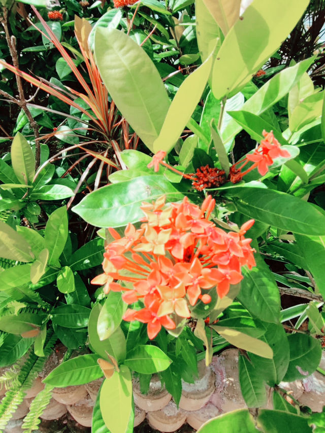  香港｜深度遊｜大埔海濱公園