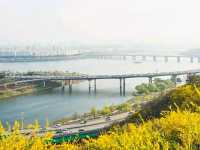 Chuncheon in Bloom: A Serene Cherry Blossom Escape