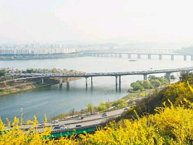 Chuncheon in Bloom: A Serene Cherry Blossom Escape