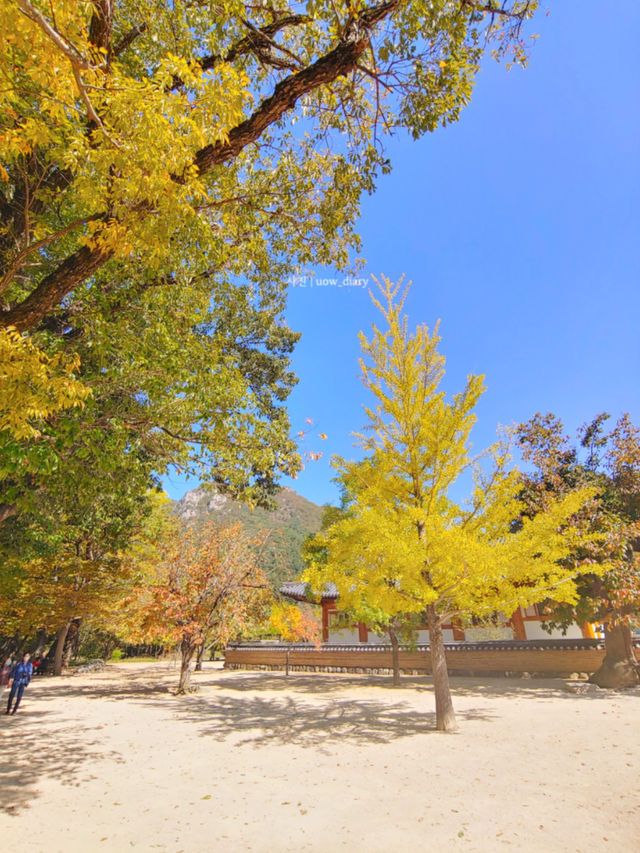 아름다운 자연을 만날 수 있는 청도 ✨☀️🍀