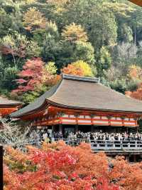 Kiyomizu-dera Temple kyoto 🇯🇵