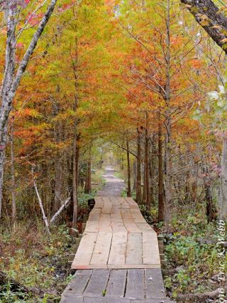 Into the Wild: Hiking Through Barataria Preserve