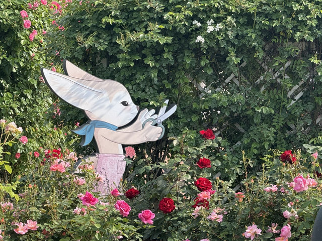 산리오 캐릭터와 함께 하는 장미축제 강추🌹