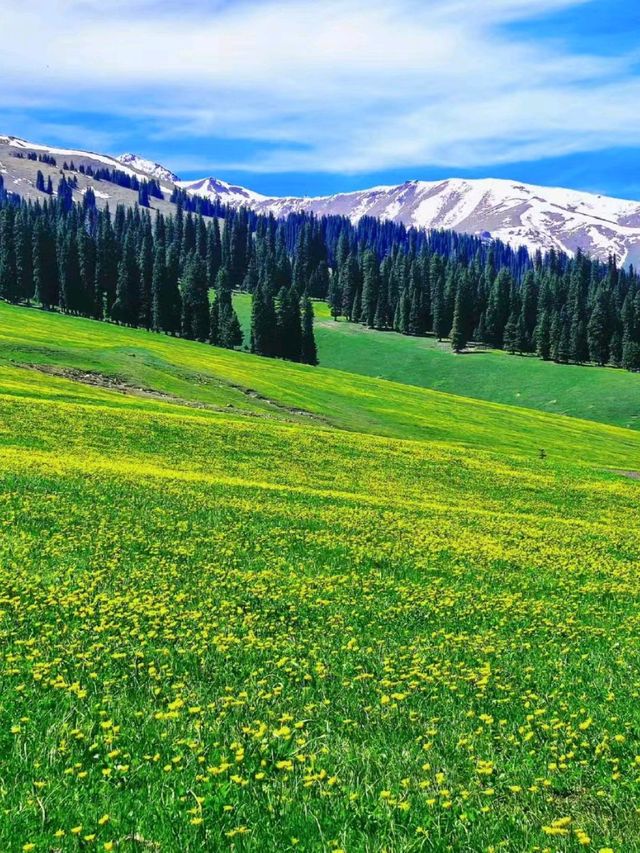 Nalati Grassland: The Emerald Crown of Xinjiang