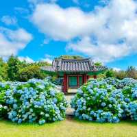 一歩進むごとに、色が変わるチェジュの紫陽花ロード。
