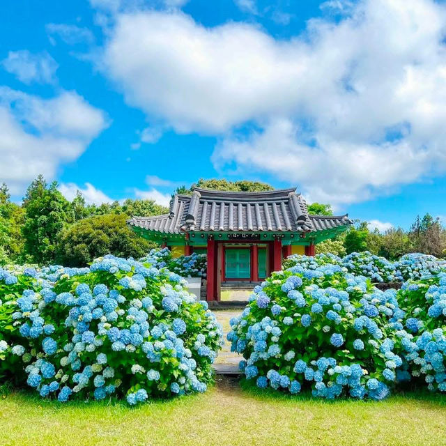 一歩進むごとに、色が変わるチェジュの紫陽花ロード。