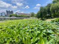 深圳萬豐湖濕地公園✨🌴城市中的自然綠洲🏞️
